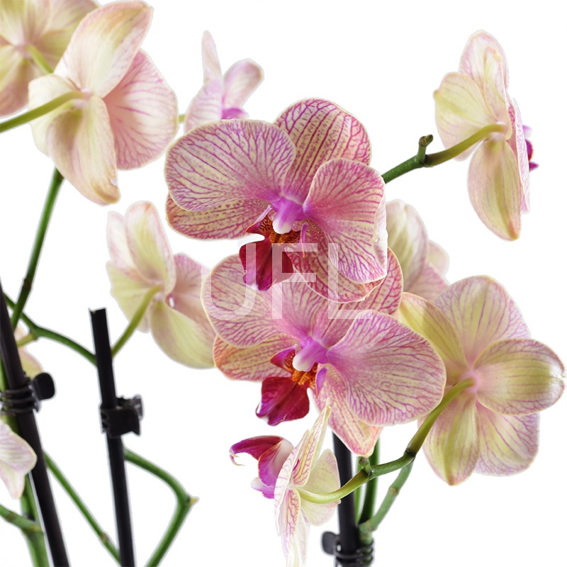Pink and yellow orchid