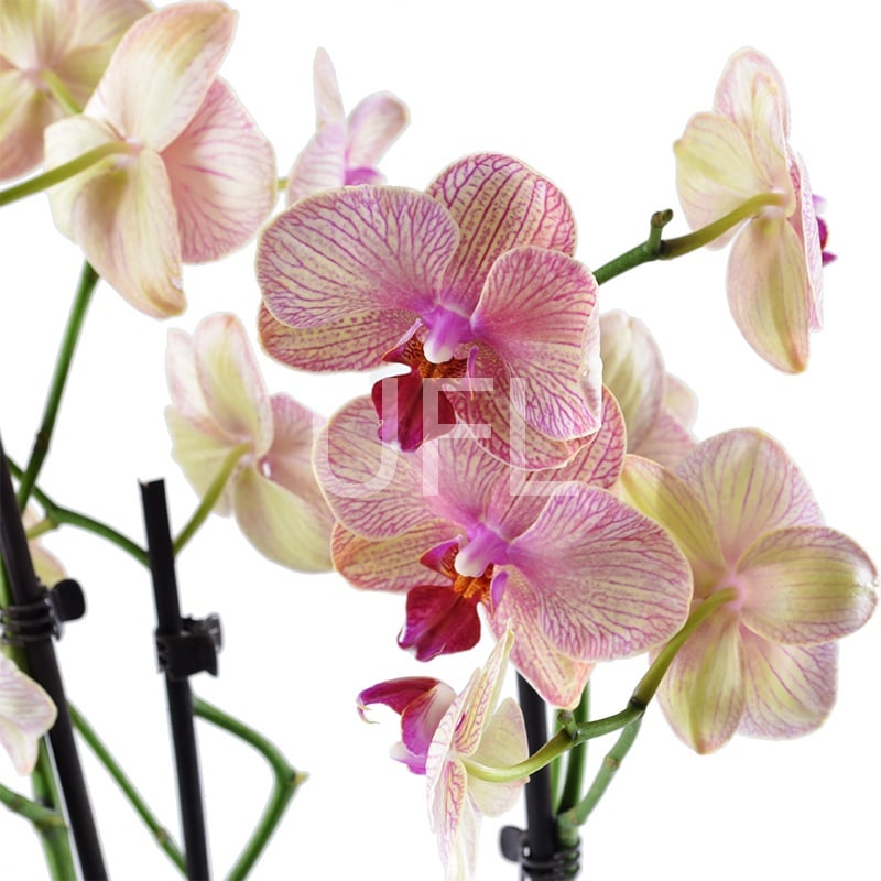 Pink and yellow orchid