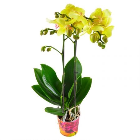 Орхидея лимонная. Доставка цветов Коктебель