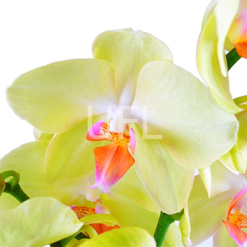  Bouquet Orchid lemon
													