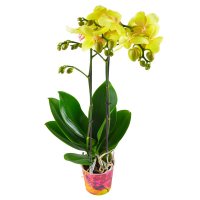  Bouquet Orchid lemon Iasi
														