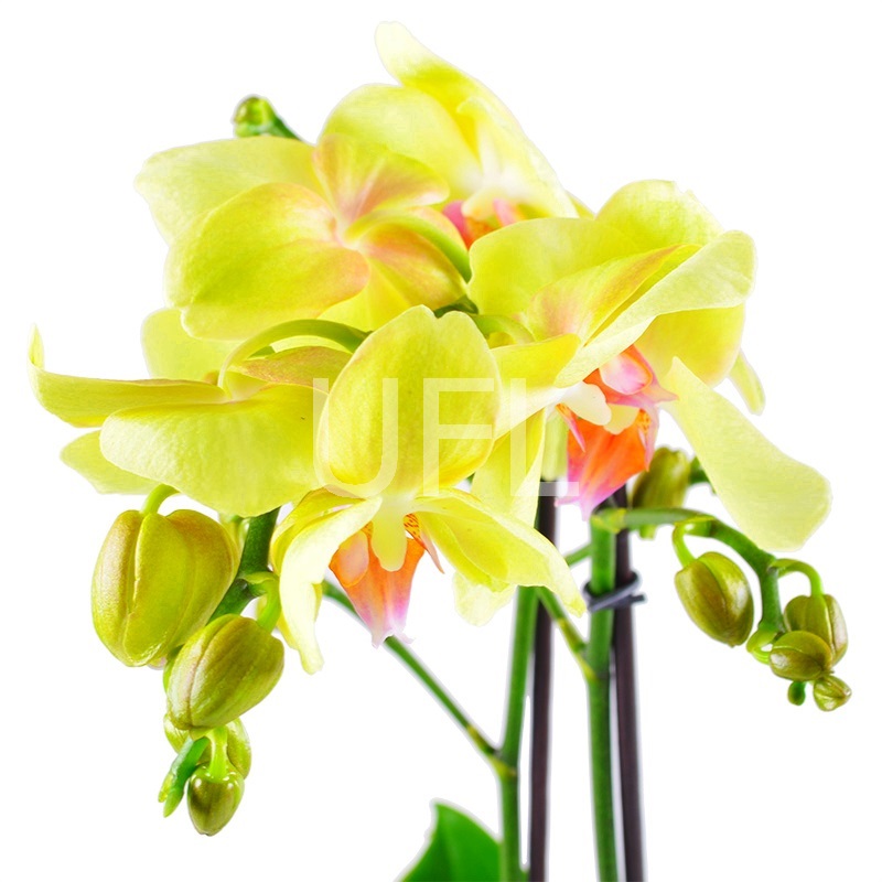 Орхидея лимонная. Доставка цветов