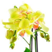 Орхидея лимонная. Доставка цветов