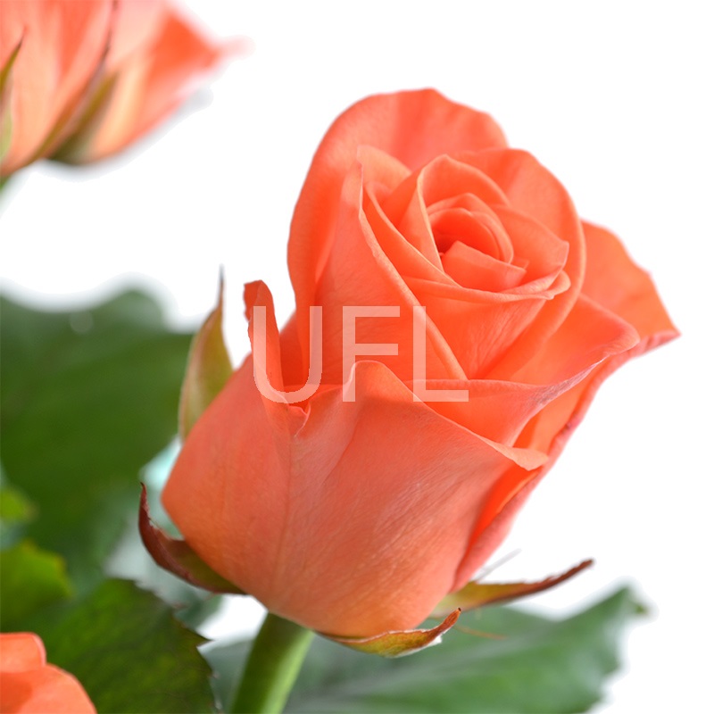 Bouquet of flowers Autumn
													