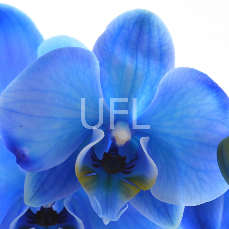 Blue orchid 0 $