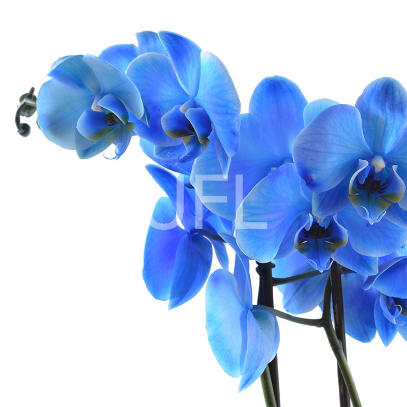 Blue orchid 0 $