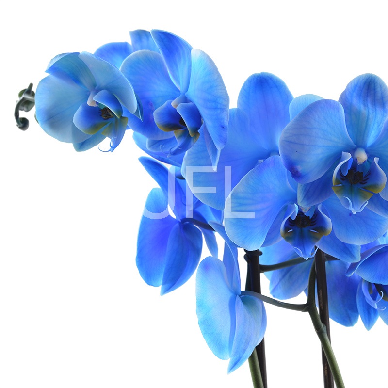  Bouquet Blue orchid
													