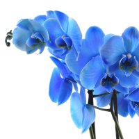 Букет цветов Синяя орхидея Ланусей