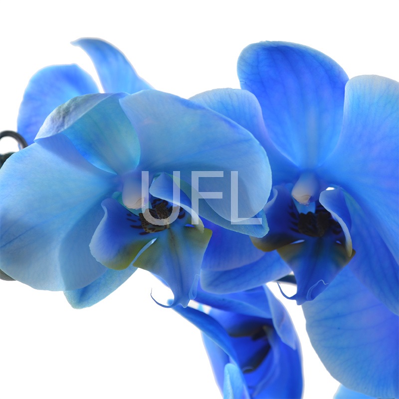  Bouquet Blue orchid
													