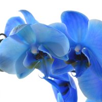  Букет Синяя орхидея
														