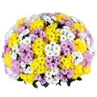 Basket of mix chrysanthemum