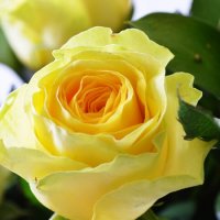 Желтая роза 50см