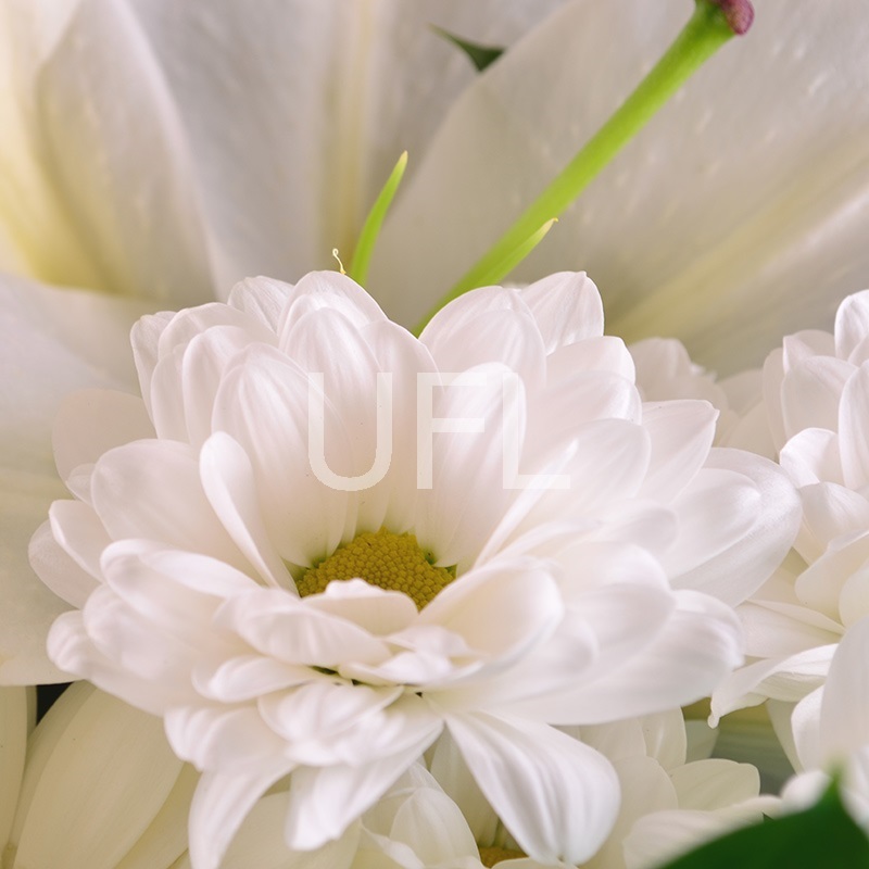 Bouquet of flowers Daisy
													