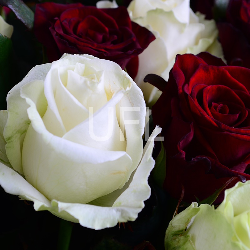 101 red-and-white roses