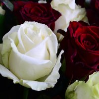 Букет 101 красно-белая роза