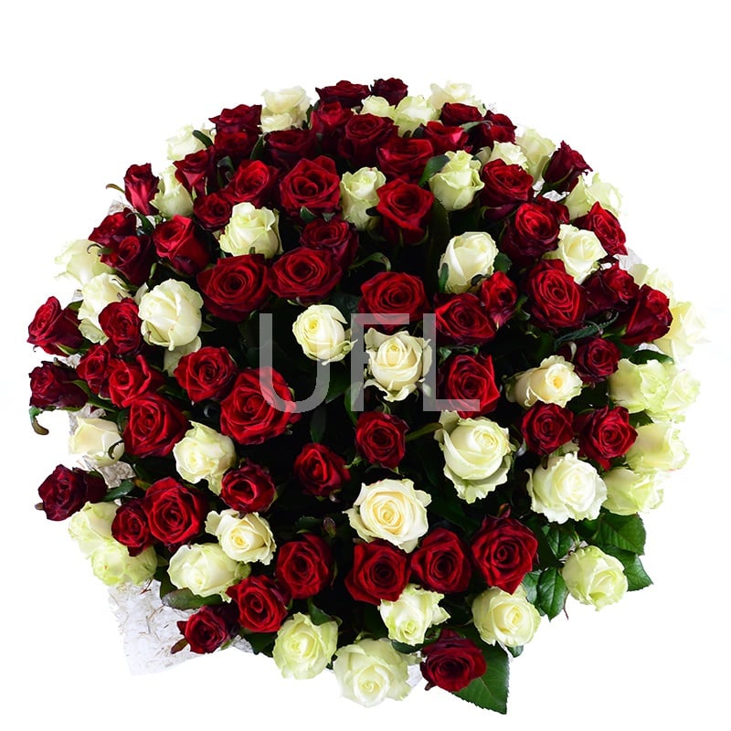 101 red-and-white roses