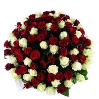 Букет 101 червоно-біла троянда