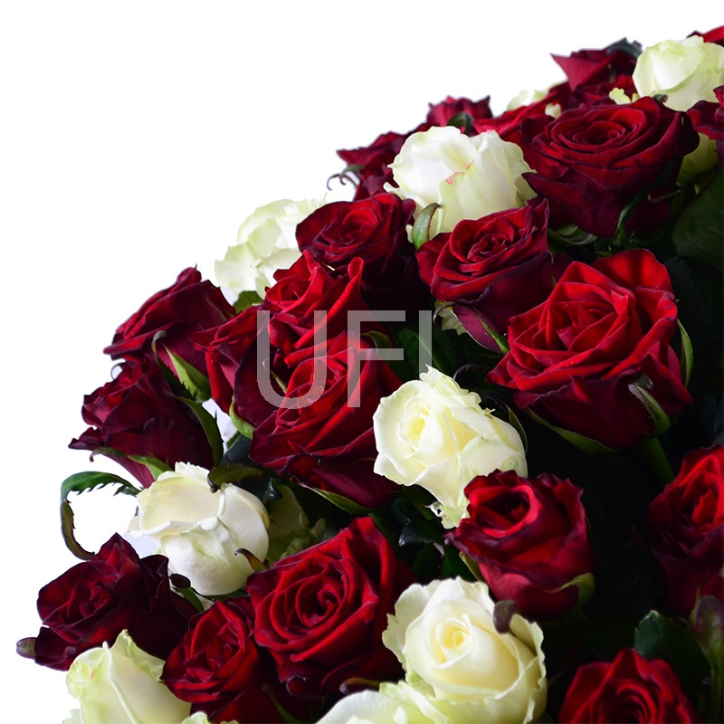 101 червоно-біла троянда