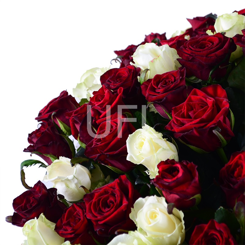 101 red-and-white roses