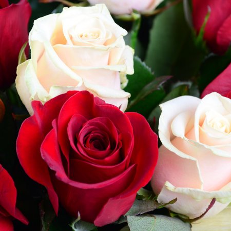 51 red and creamy roses
