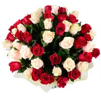 51 красно-кремовая роза Белая Церковь