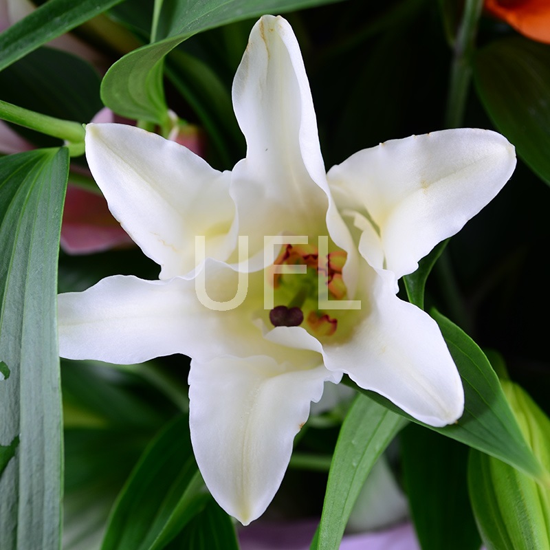 Bouquet of flowers Lilies
													