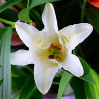 Bouquet of flowers Lilies
														