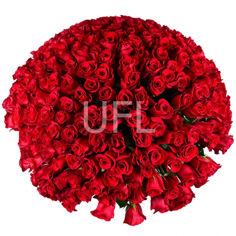 Огромный букет роз 301 роза
