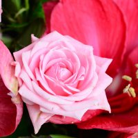  Bouquet With amaryllis
														