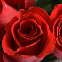 51 преміум троянда + кулька у подарунок Луганськ