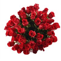 51 преміум троянда + кулька у подарунок Запоріжжя