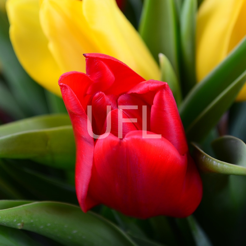 Red and yellow tulips Red and yellow tulips