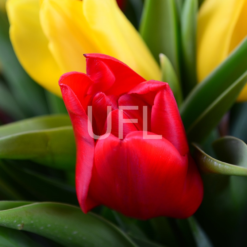 Red and yellow tulips