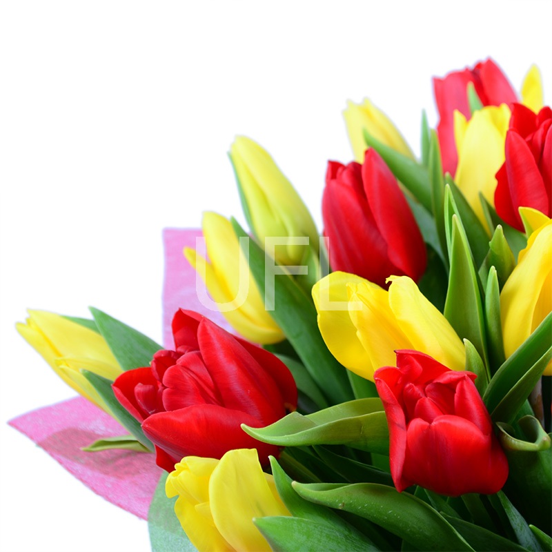 Red and yellow tulips