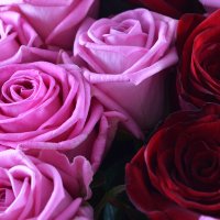 Великий букет троянд + мило у подарунок Шимкент