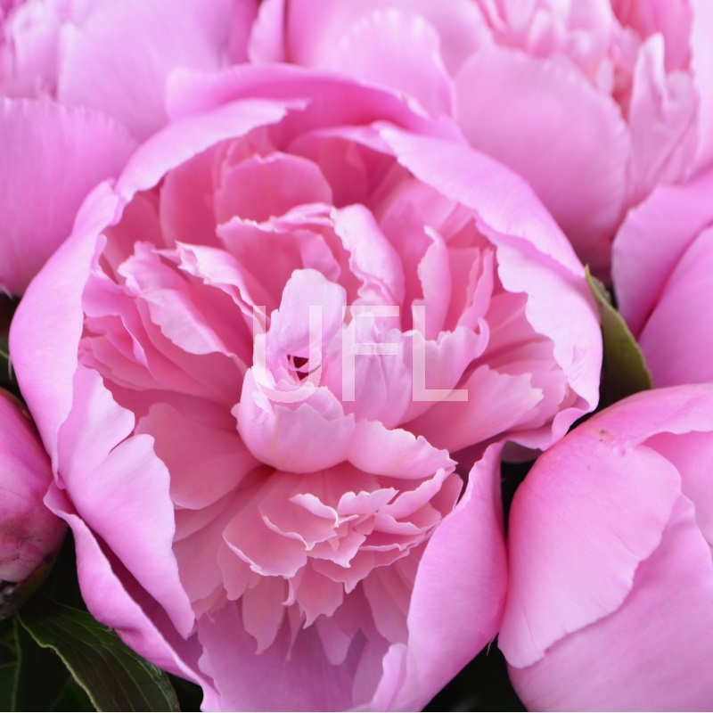Pink peonies 406 $