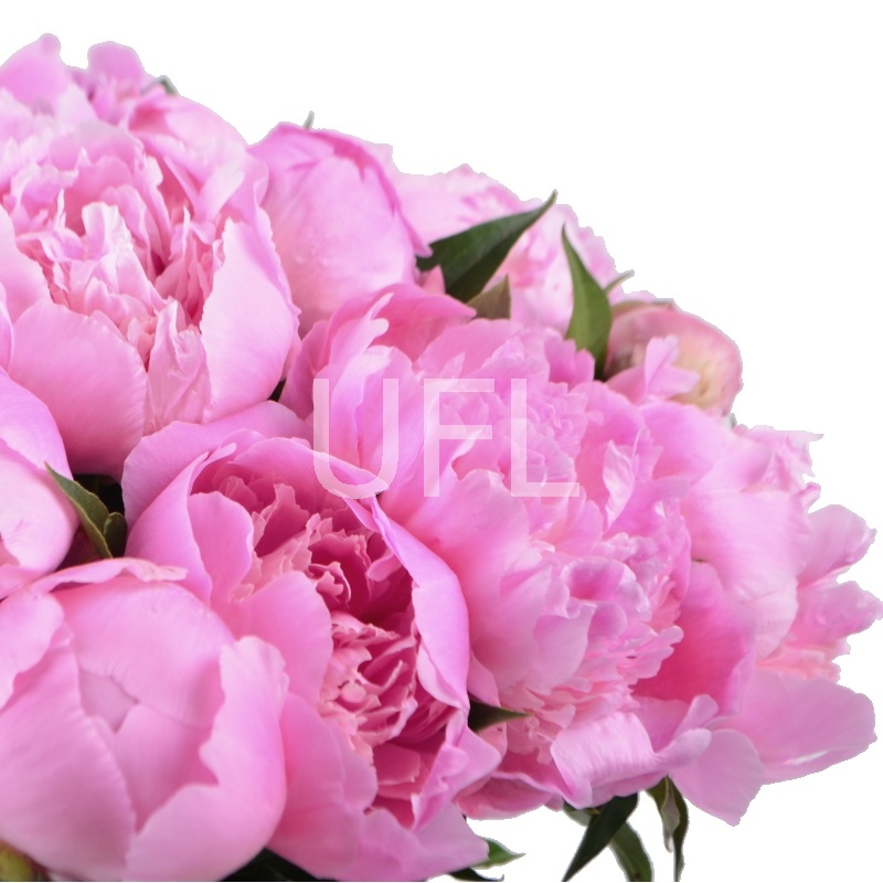 Pink peonies 406 $