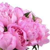  Bouquet Pink peonies
														