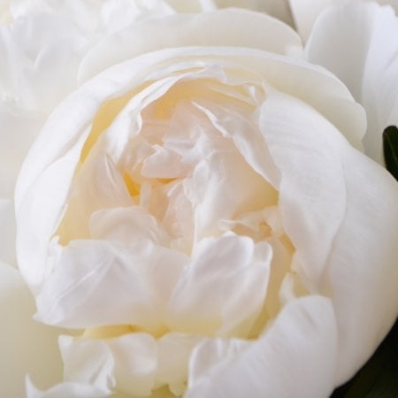 White peonies 553 $