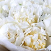  Bouquet White peonies Rishon LeZion
														