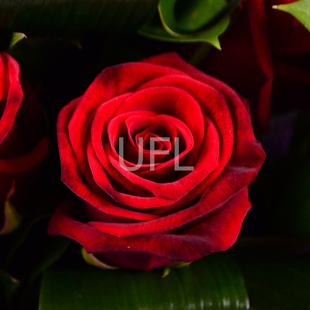 Букет 11 красных роз