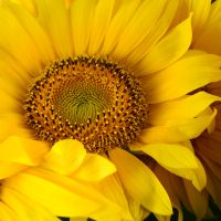  Bouquet Of sunflowers
														