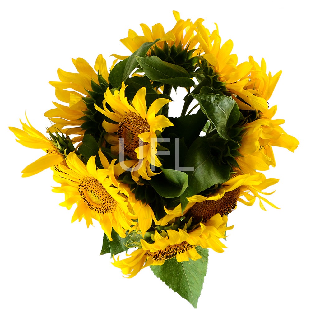  Bouquet Of sunflowers
													