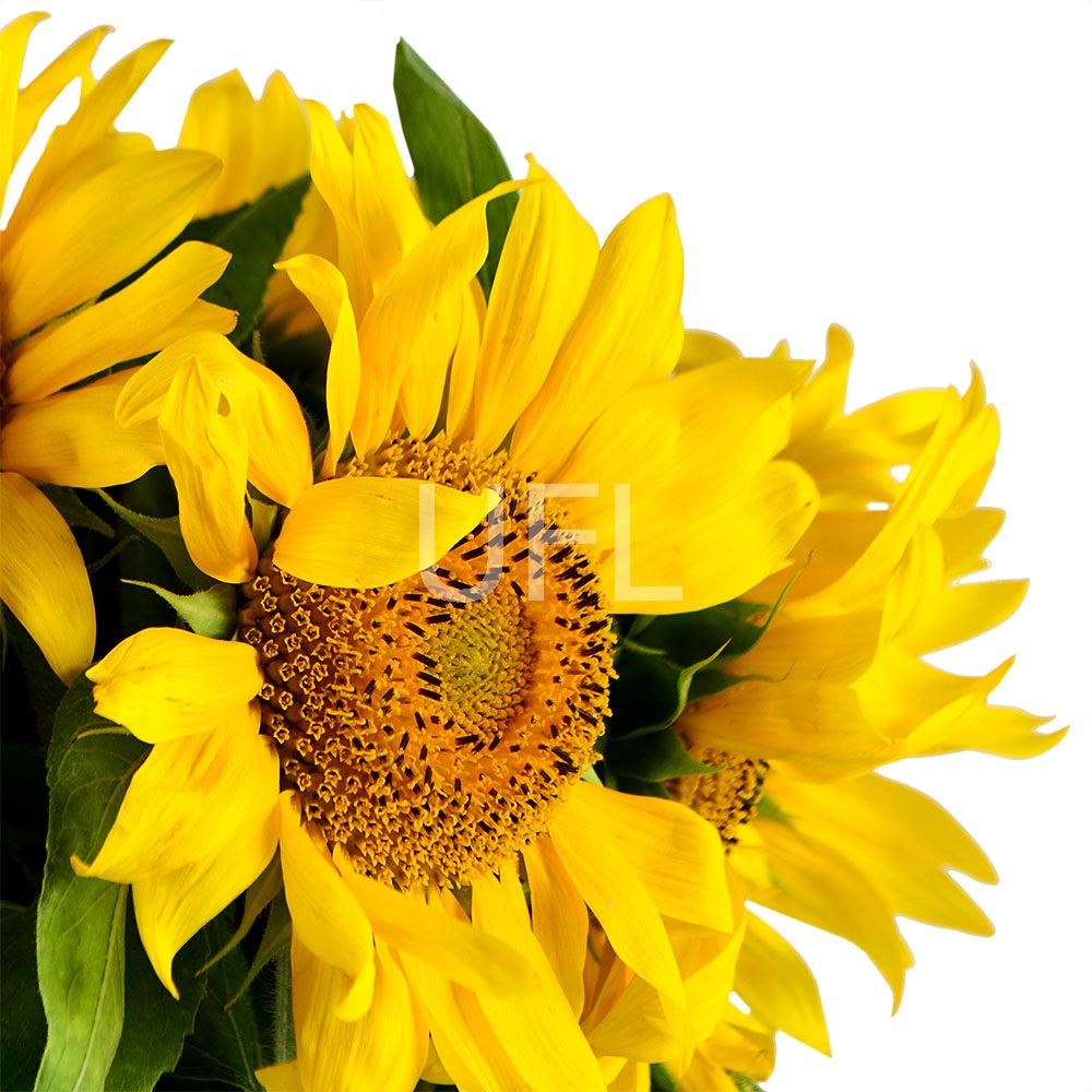  Bouquet Of sunflowers
													