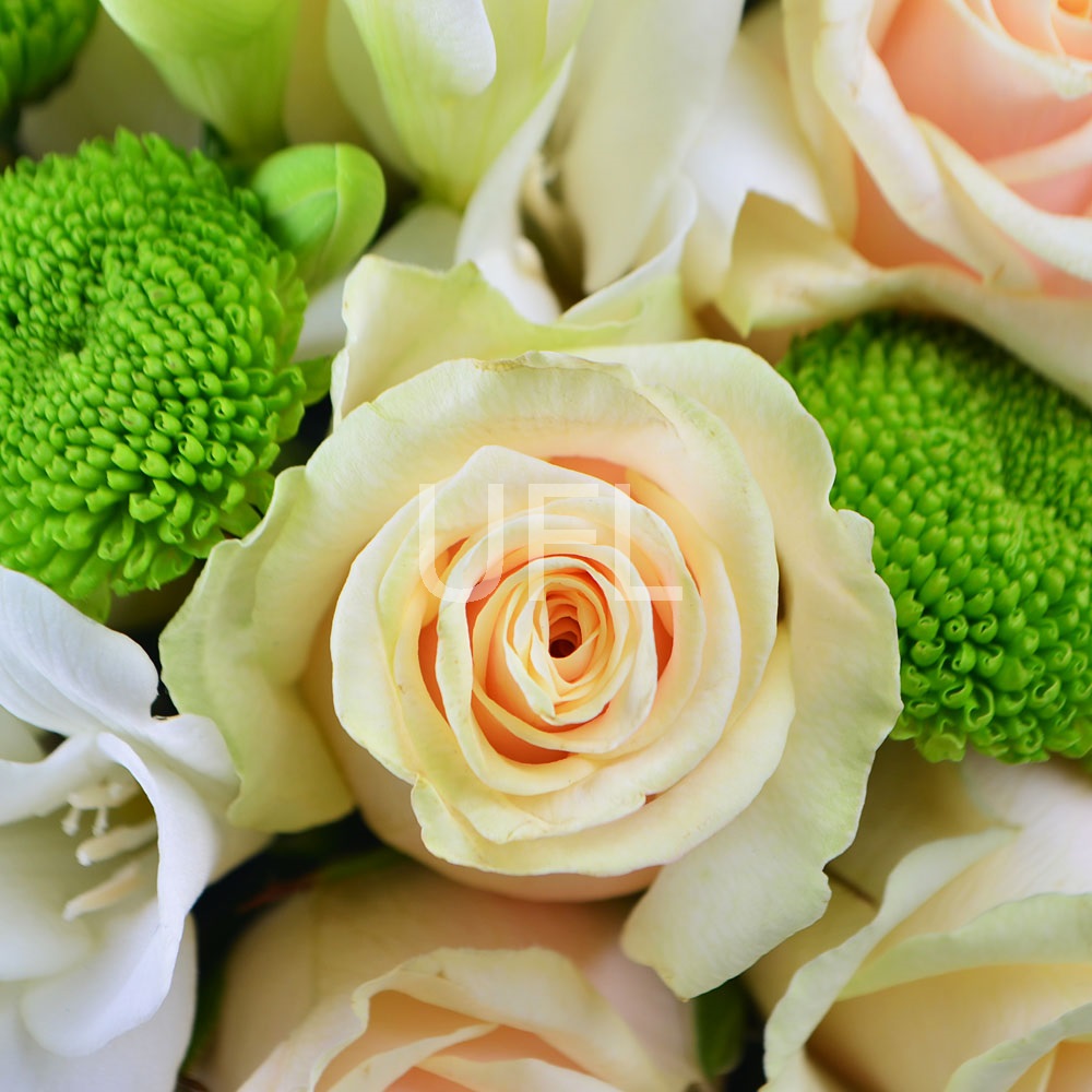  Bouquet Cream Cloud
													