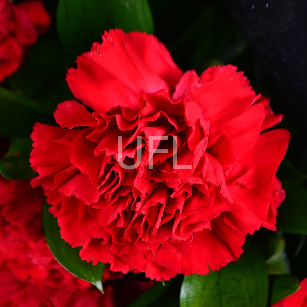 Funeral bouquet with carnations