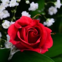 Bouquet of flowers Kiss Izum
                            