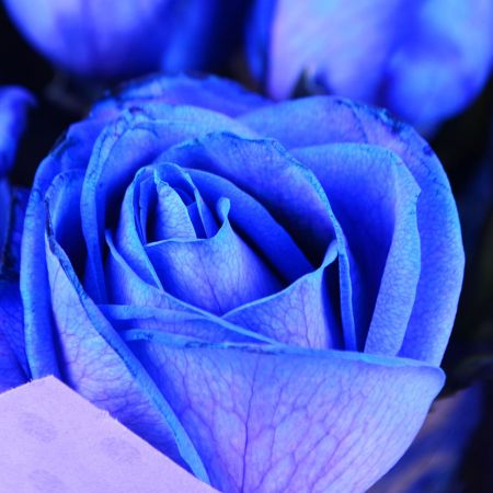 51 blue roses