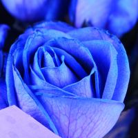 51 blue roses