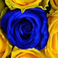 Букет 101 желто-синяя роза